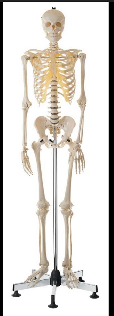 Human Skeleton Model