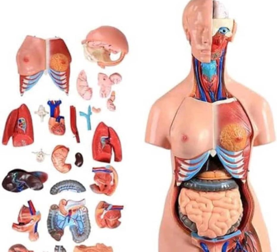 Human Anatomy Model